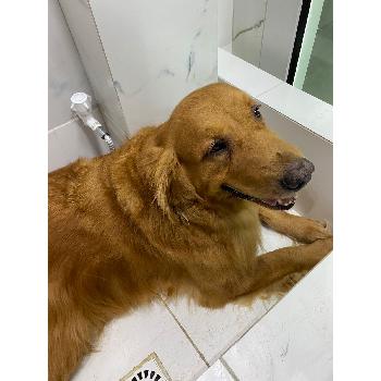 Espaço de Estética para Cachorros Espaço de Estética para Cachorros