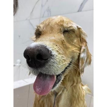 Pet Shop e Serviços para Animais em Itaim Bibi Pet Shop e Serviços para Animais em Itaim Bibi